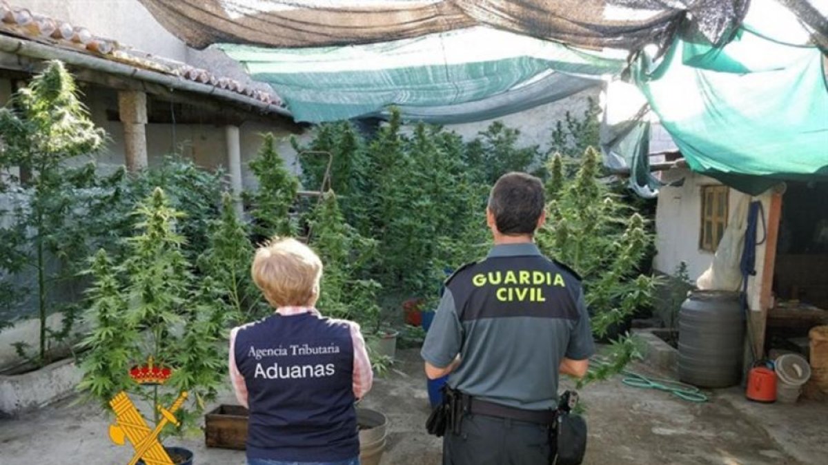 Imagen del punto de venta de marihuana desarticulado por la Guardia Civil en Gallegos de Argañán (Salamanca).-EUROPA PRESS