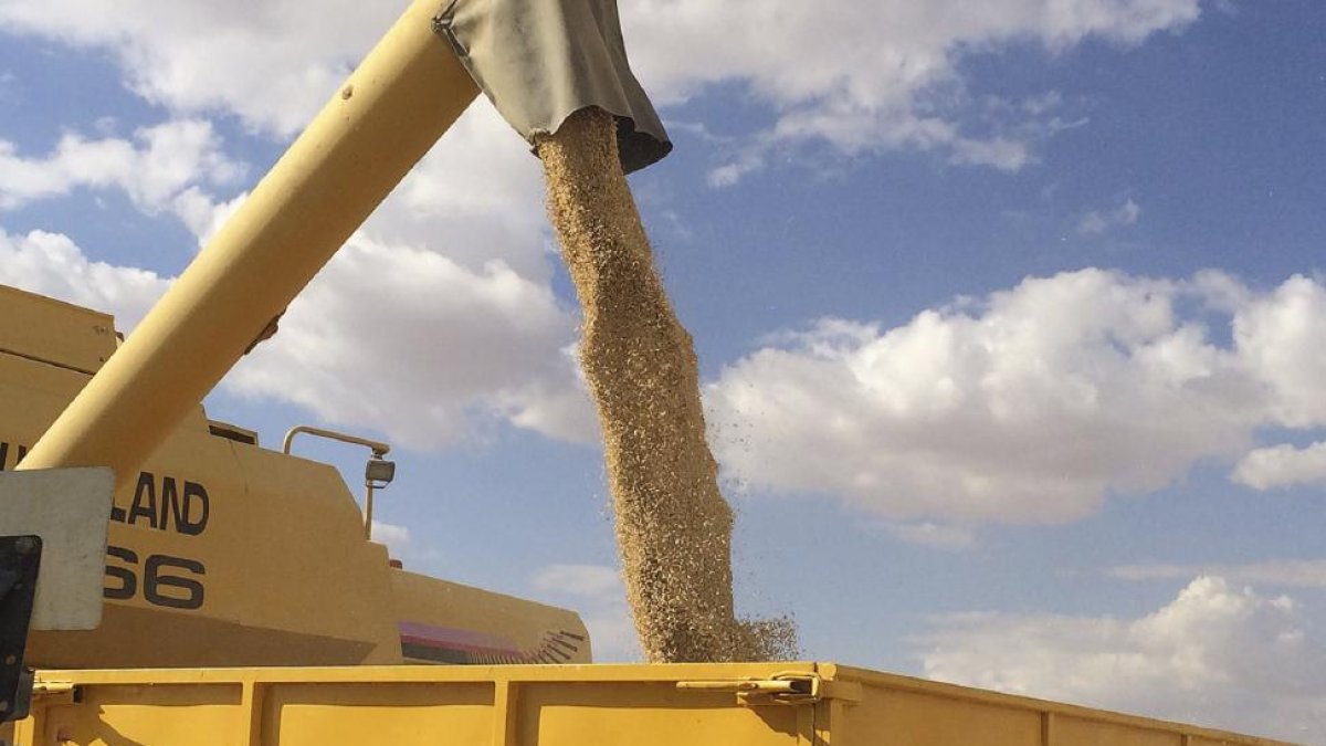 Descarga de grano de cereal tras la cosecha en una explotación de Castilla y León, la principal productora de trigo y cebada de España con cerca de dos millones de hectáreas.-E.M.