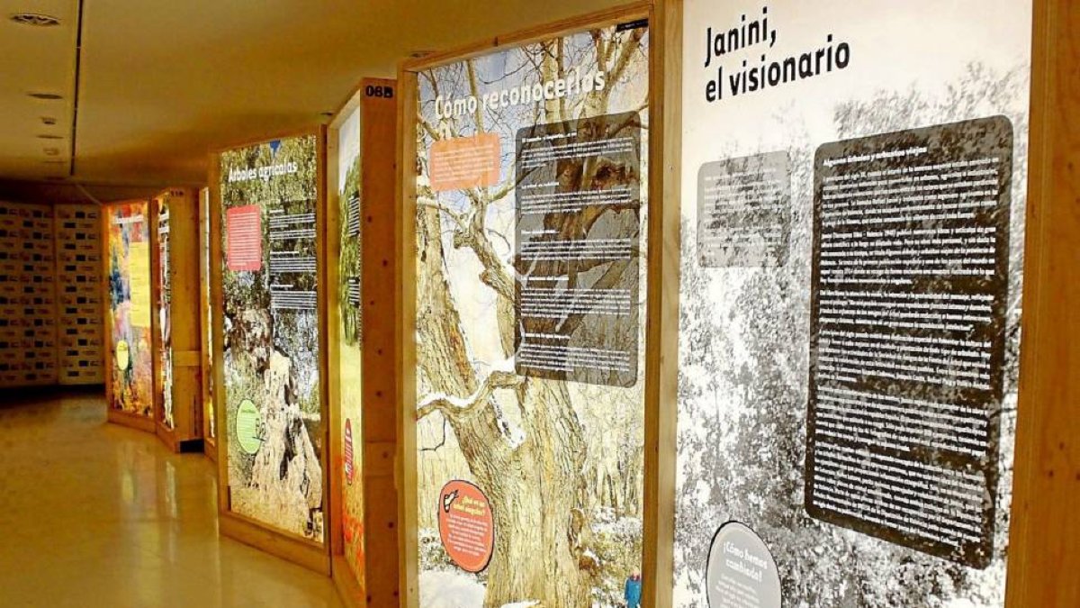 Paneles informativos de 'EnArbolar: Grandes árboles para la vida', sobre el patrimonio arbóreo.-E.M