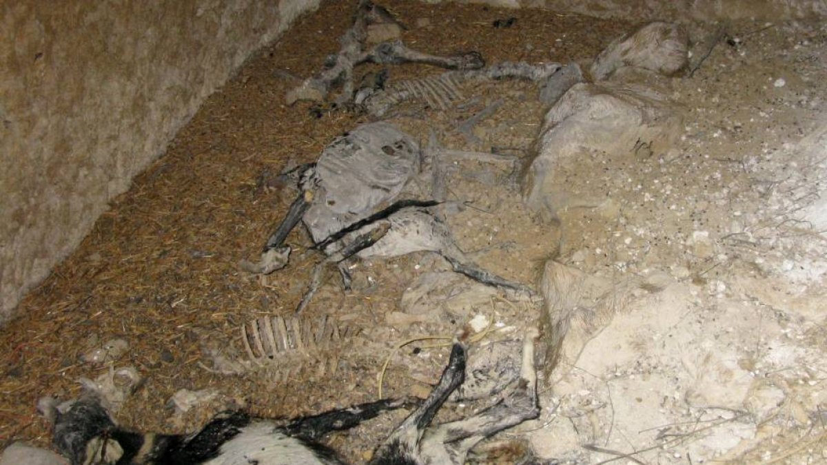 Animales encontrados en una bodega abandonada.-ICAL