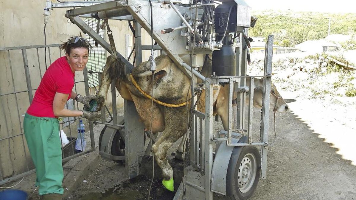 Iciar Fernández trabajando en una de las granjas recorta la pezuña a una de las vacas inmovilizada.-E.M.