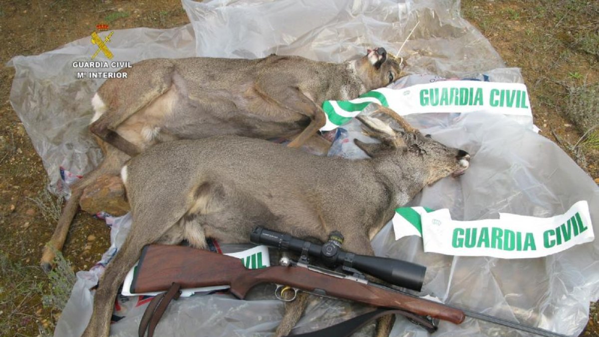Sorprendidos dos cazadores tras haber abatido de forma irregular a dos corzos en los montes de Pinilla de la Valdería (León)-ICAL