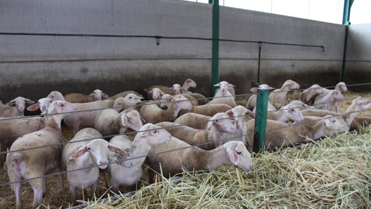La enfermedad afecta a ovejas y cabras produciendo una reducción de la producción, además de otros síntomas.-m.c.