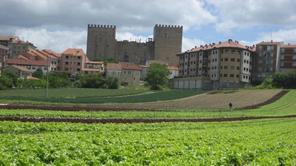 Los campos destinados al cultivo de Lechuga de Medina pronto empezarán a dar los primeros ‘frutos’ de la campaña.-LECHUGA DE MEDINA