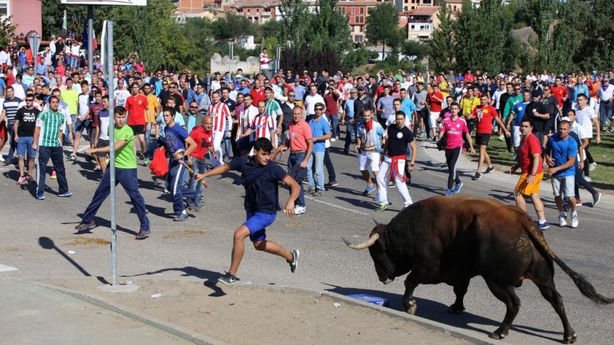 Encierro del Toro de la Vega.-ICAL