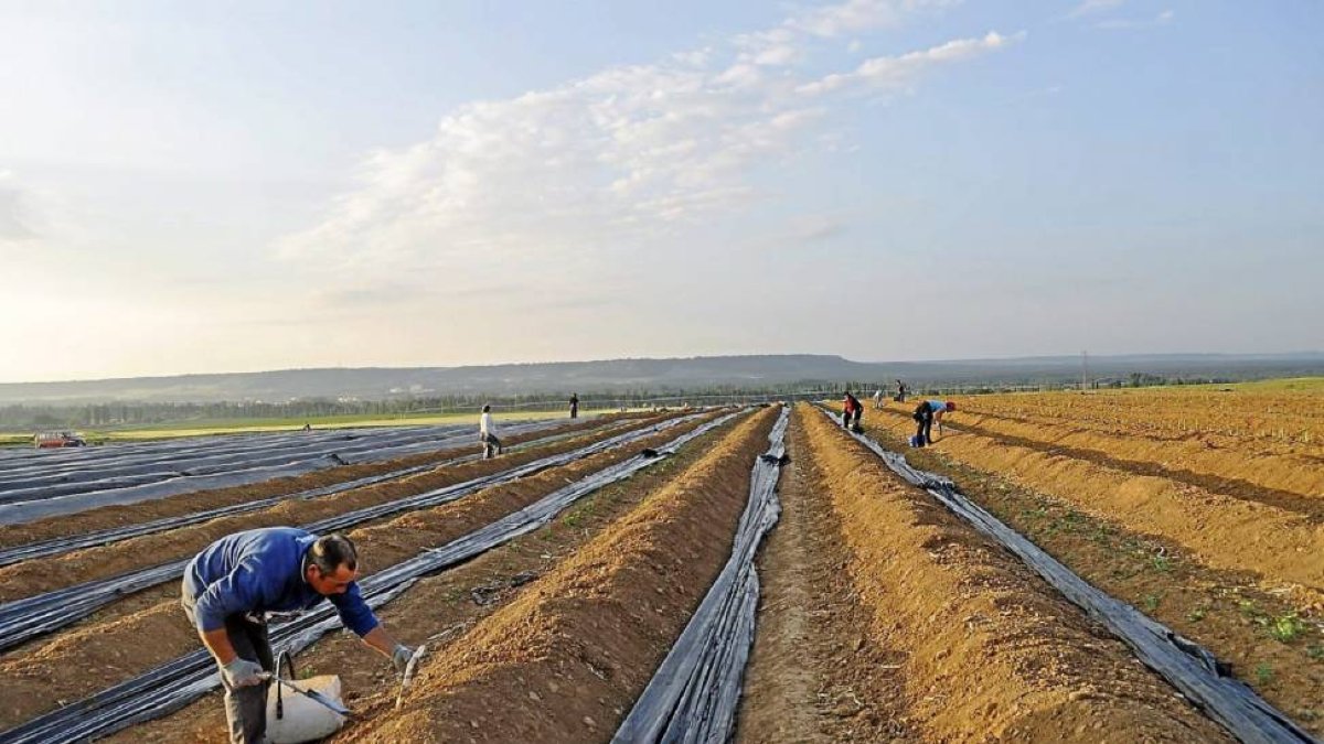 Recogida de espárragos en una de las tierras de cultivo de Tudela de Duero-F. L.