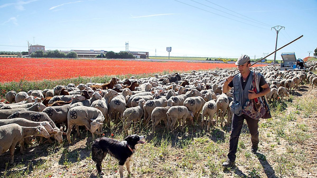 Un pastor conduce su rebaño hacia las cañadas de León en su camino a Picos de Europa. En la imagen pasa junto a la localidad vallisoletana de Rueda Eduardo Margareto / ICAL
