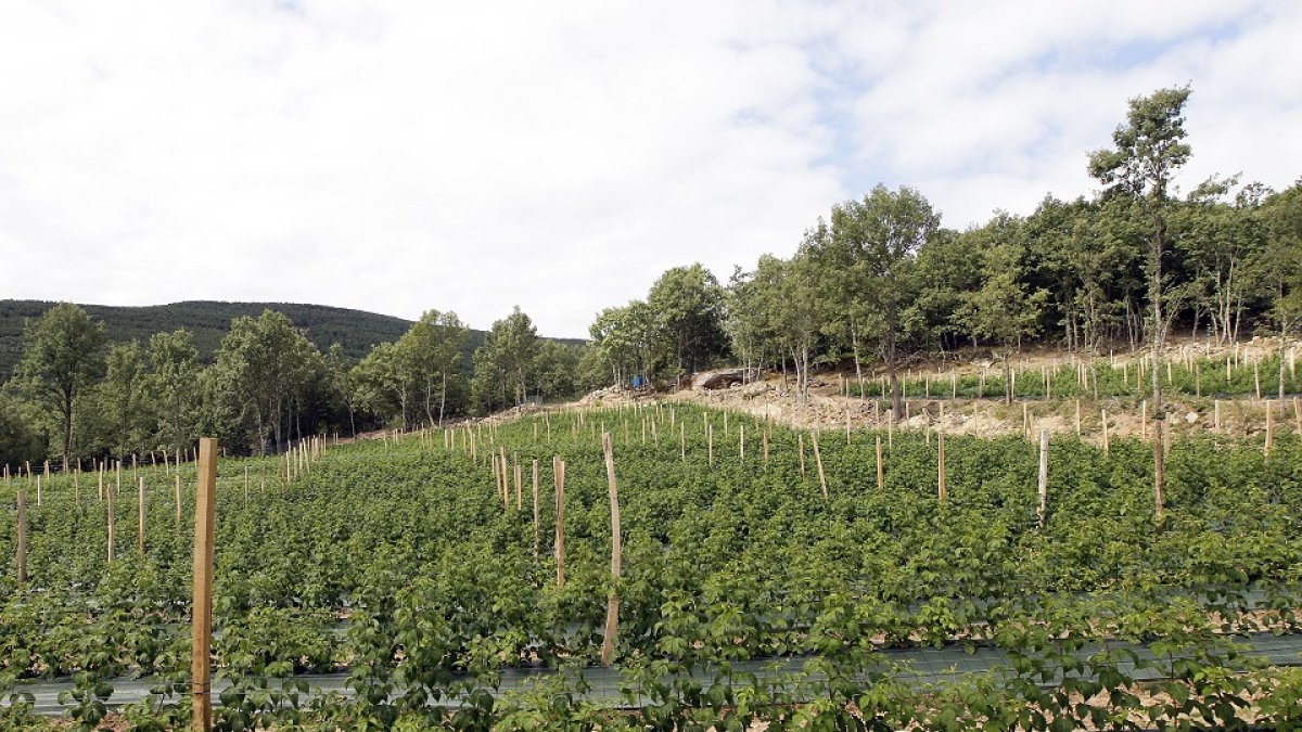 Finca de frambuesas entre El Royo y Vinuesa.- l.A. tejedor