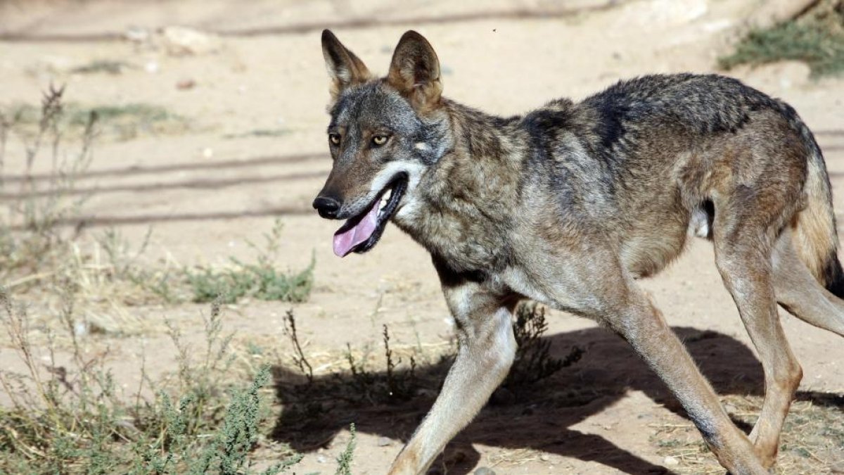 Un lobo camina por los campos de Ávila.-ICAL