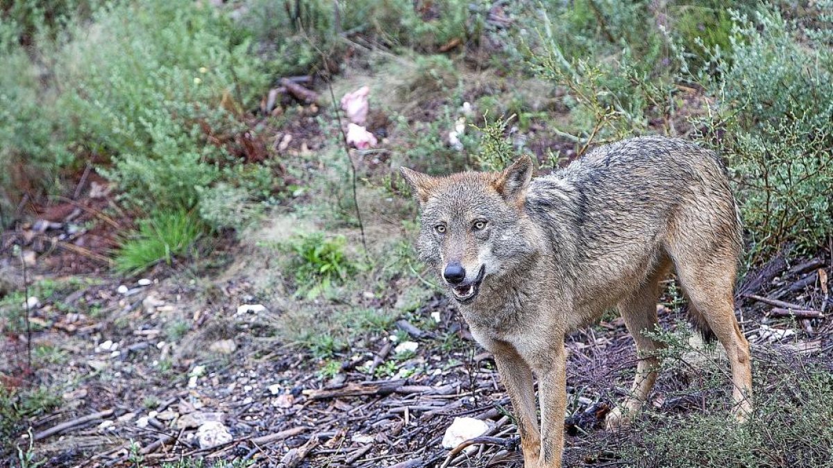 Ejemplar de lobo en Puebla de Sanabria.-ICAL