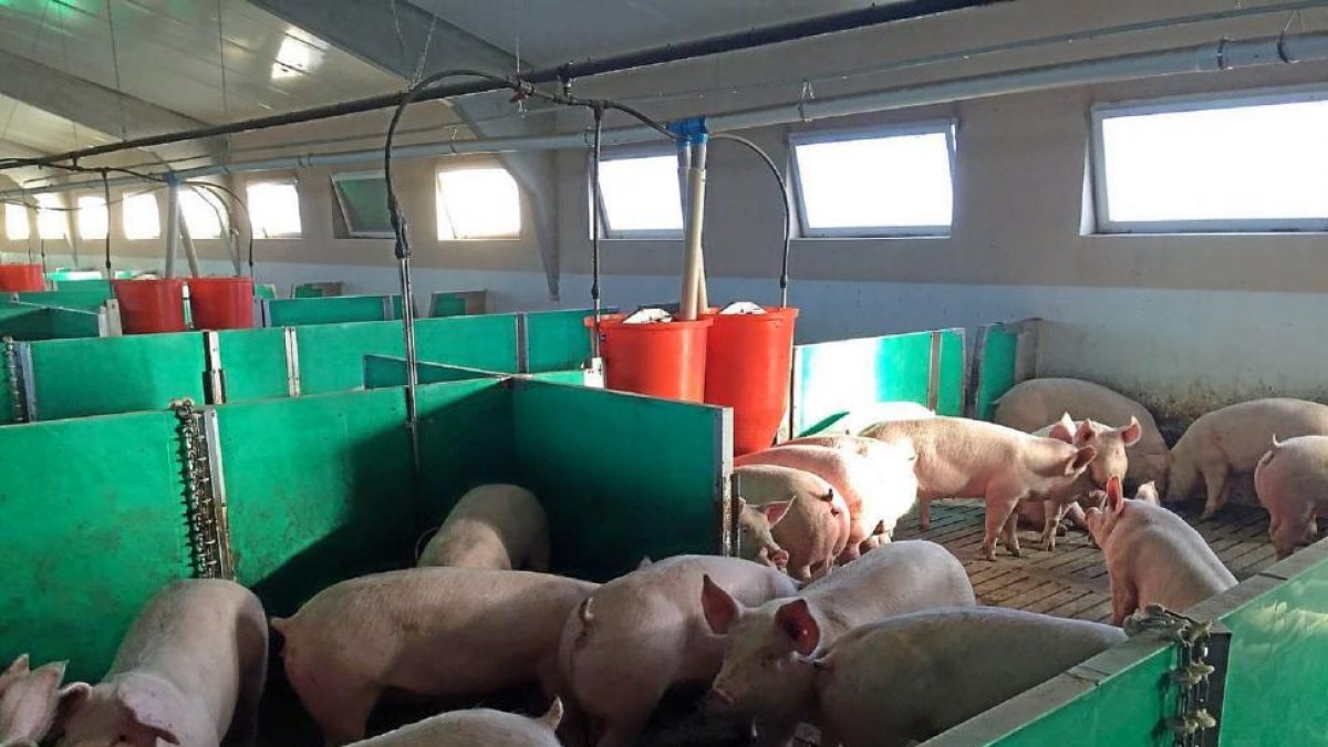Animales en las instalaciones de la empresa Agropecuaria La Serrota con tres granjas en la provincia de Ávila.-E. M.