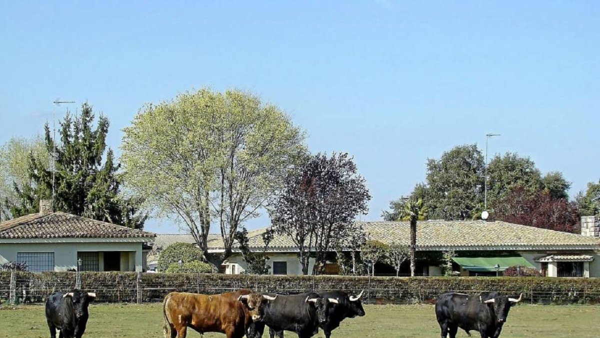 Toros en el campo en una ganadería de Salamanca.-Pablo M. Gil