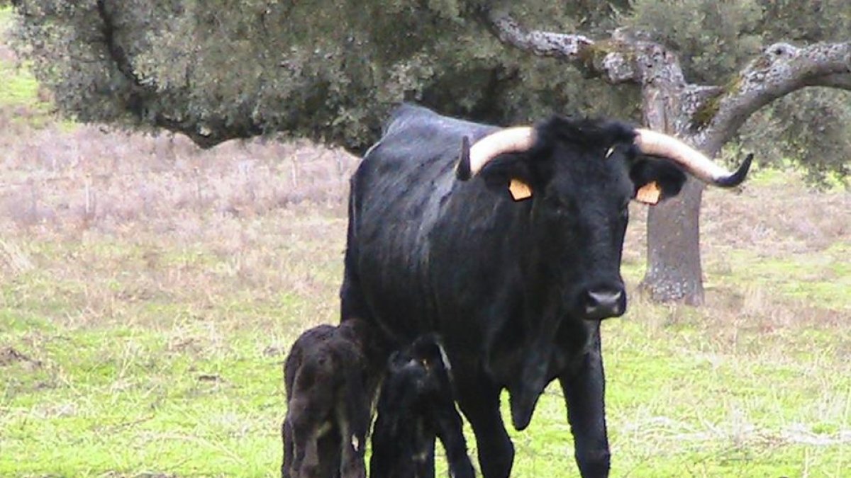 Una de las moruchas que ha sido inseminada y ha sido también ‘anidadora’ de un embrión con sus crías en la finca Castro-Enríquez de la Diputación de Salamanca.-ICAL