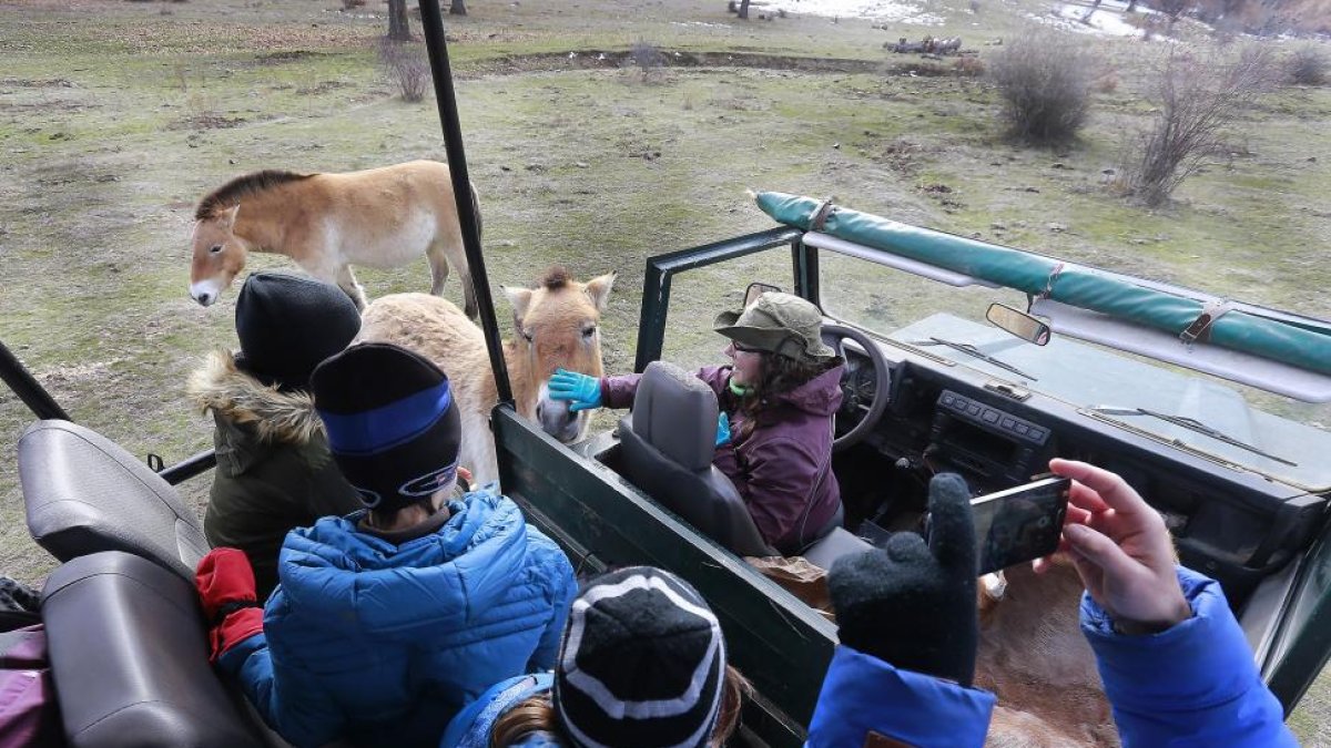 La cría de caballo przewalski,‘Paulowski’ es el único que, ya acostumbrado, se deja acariciar por la guía ante la mirada entusiasmada del resto.-RAÚL OCHOA