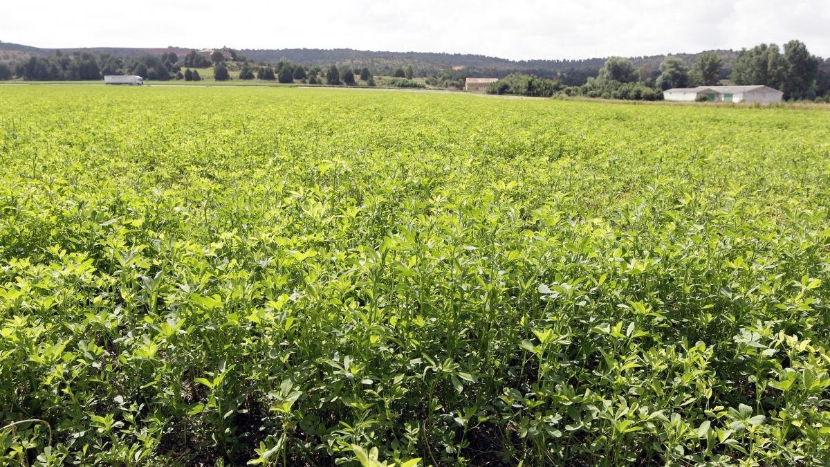 Campo de alfalfa en la zona de Blacos, en Soria.-LUIS ÁNGEL TEJEDOR