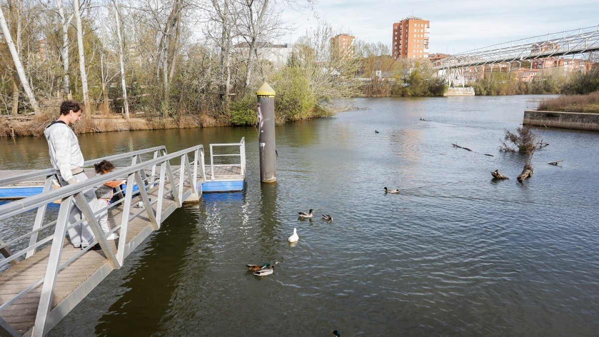 Patos junto a la isla de El Palero.- J. M. LOSTAU