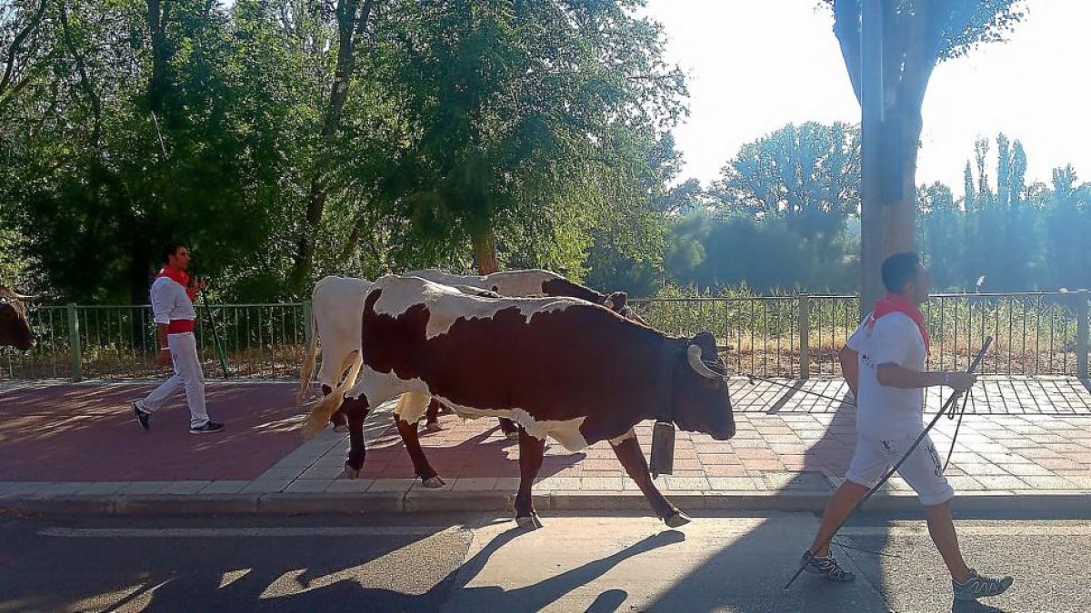 Un momento de la actividad de la trashumancia de los bueyes, recuperada en las fiestas de Tudela.-E. M.