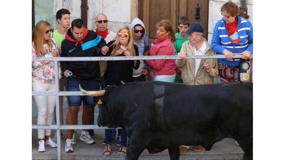 Quinto y último encierro de las fiestas de Cuéllar con toros de la ganadería Guadajira, de Badajoz-Ical