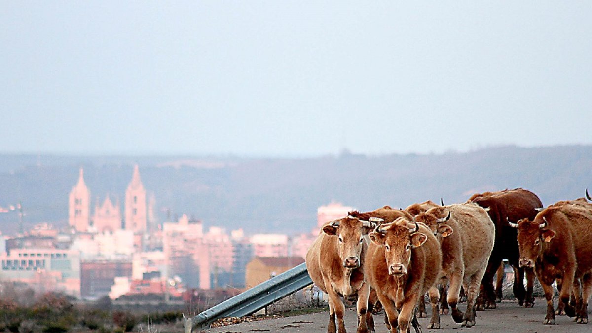 Un rebaño de vacas regresa a su establo al ocaso, cuando la luz empieza a perder intensidad, en las afueras de la ciudad de León. Peio García / ICAL