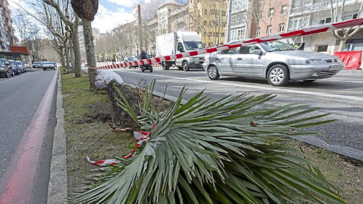Una de las palmeras retiradas en el Paseo de Zorrilla-M. Á. SANTOS