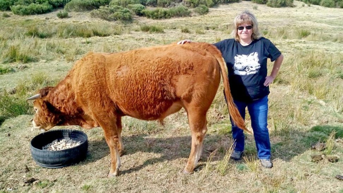 María Ángeles Hernández, con una de las vacas de su explotación en la vertiente norte de Gredos.-E. M.