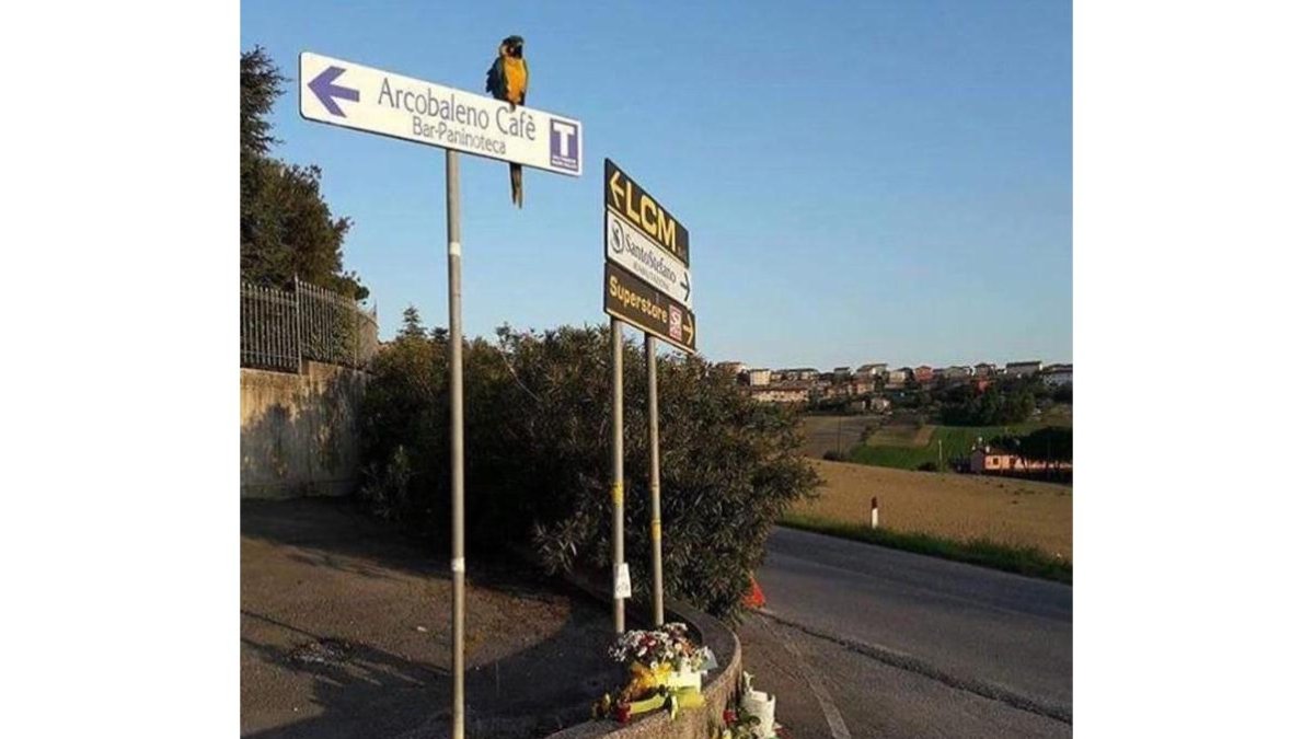 El loro de Scarponi aguarda a su amigo.-