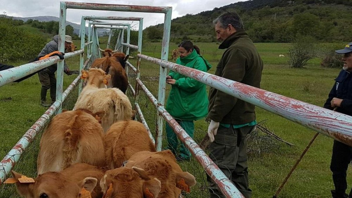 Saneamiento ganadero en una explotación de vacuno en extensivo situada en el norte de la provincia de Burgos.-M. P. V.