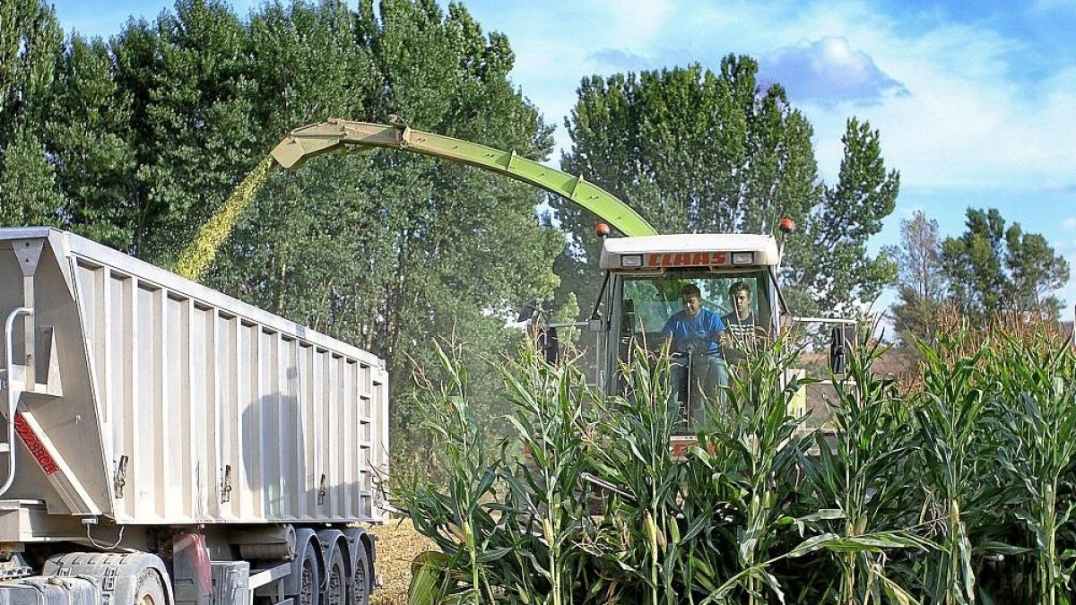 Dos operarios cosechan maíz en un cultivo de la localidad palentina de Monzón de Campos.-Brágimo