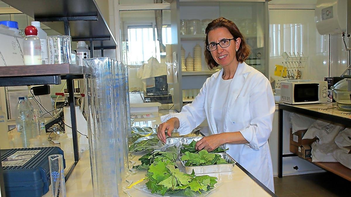 Trinidad Peña, responsable del Laboratorio de INEA, analiza unas muestras recibidas.-M.C.