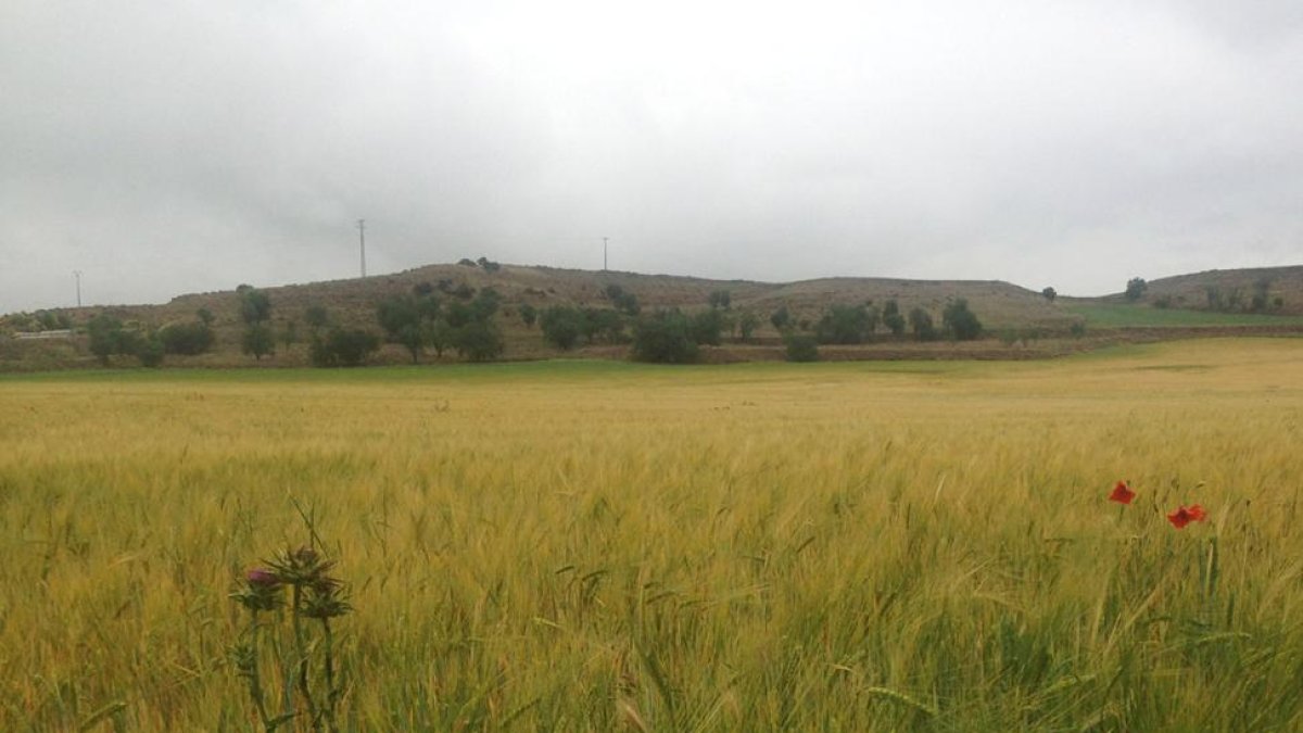 Campo de cereal en una finca de Valladolid.-E.M.