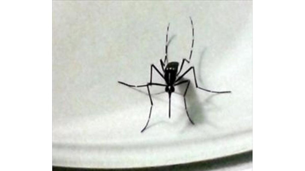 -MOSQUITO ALERT