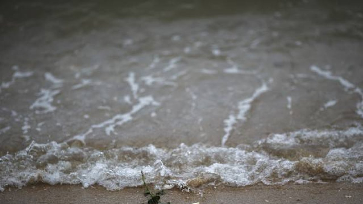 Una rosa es depositada en una playa tailandesa en homenaje a los niños muertos por el tsunami.-Foto:   ATHIT PERAWONGMETHA / Reuters