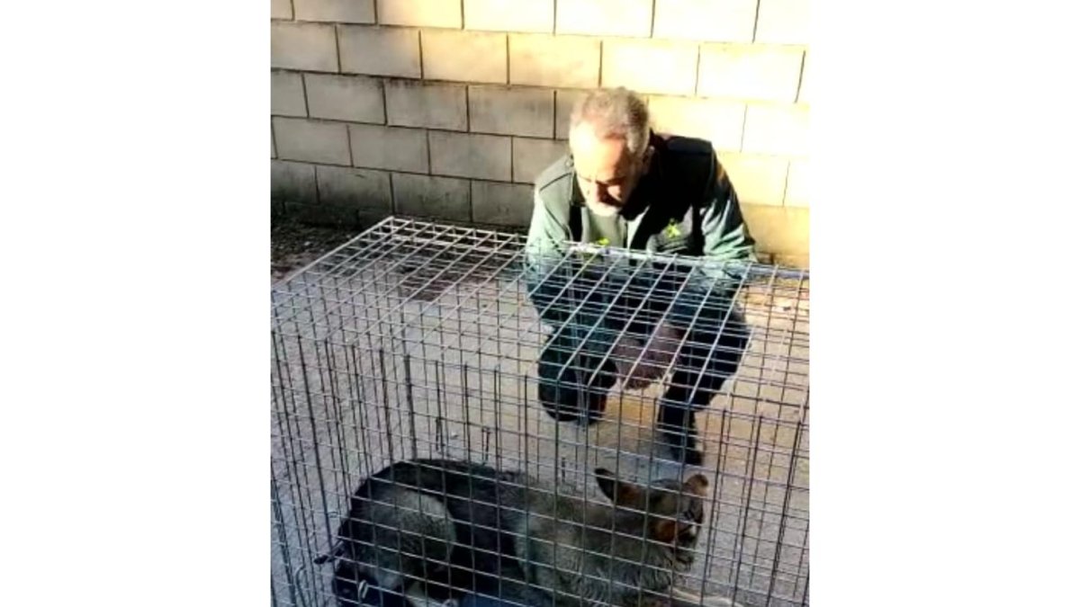 Jaula-trampa con la que fue capturado el perro-lobo.