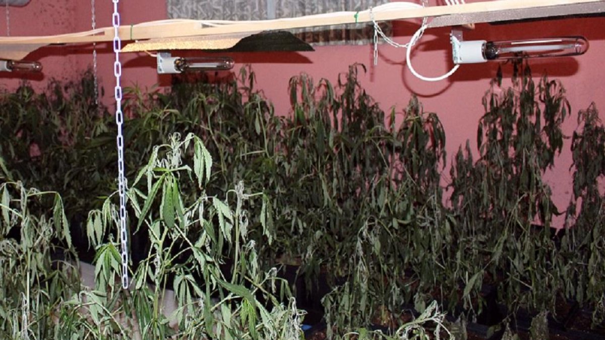 Incautadas en Arévalo (Ávila) 400 plantas de marihuana de una plantación ubicada en el interior de una vivienda.-ICAL