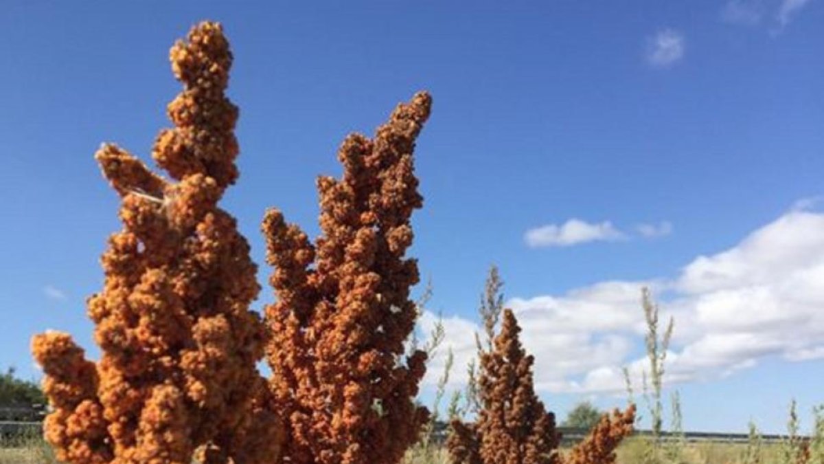 Cultivo de quinoa en un campo palentino.-ITAGRA