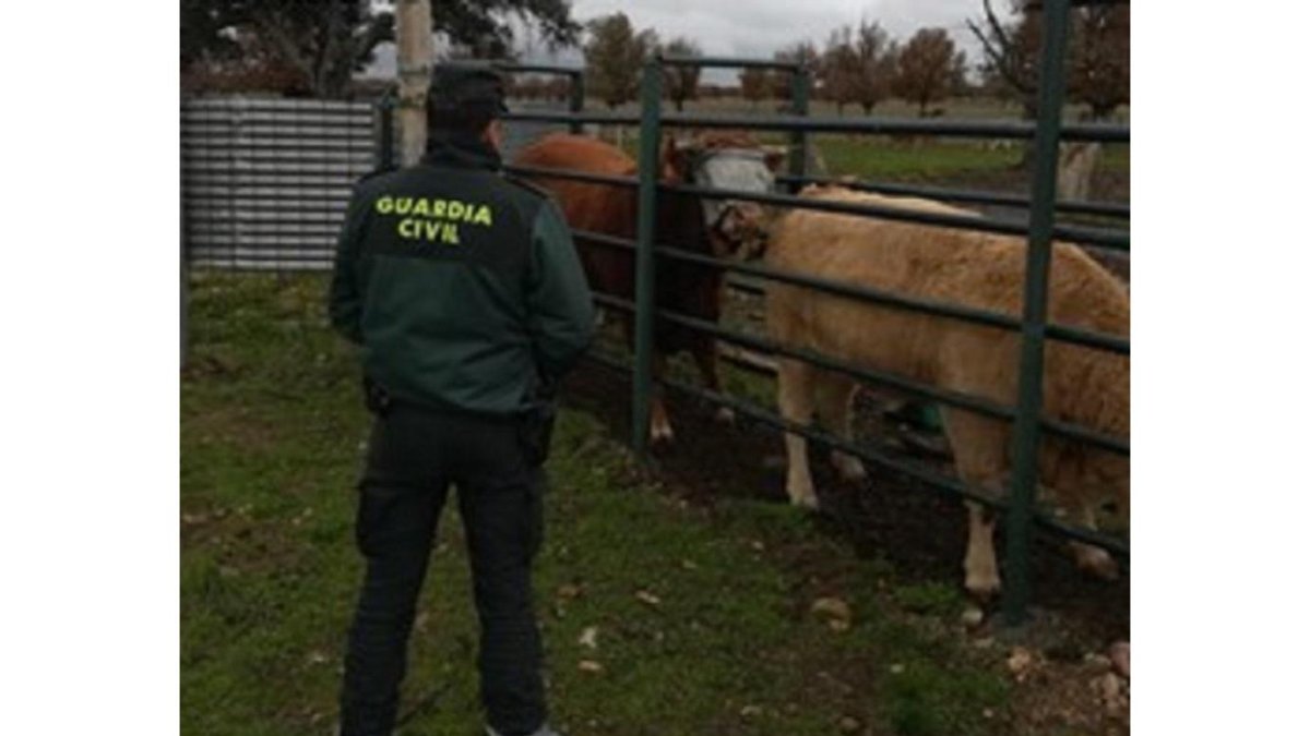 Agente del Seprona en la ganadería-GUARDIA CIVIL SALAMANCA