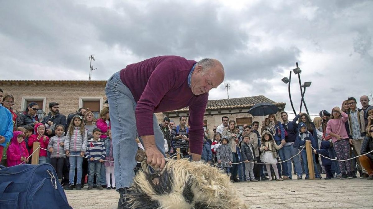 El público contempla el esquileo de una oveja en una anterior edición de la Feria de los Oficios.-PHOTOGENIC