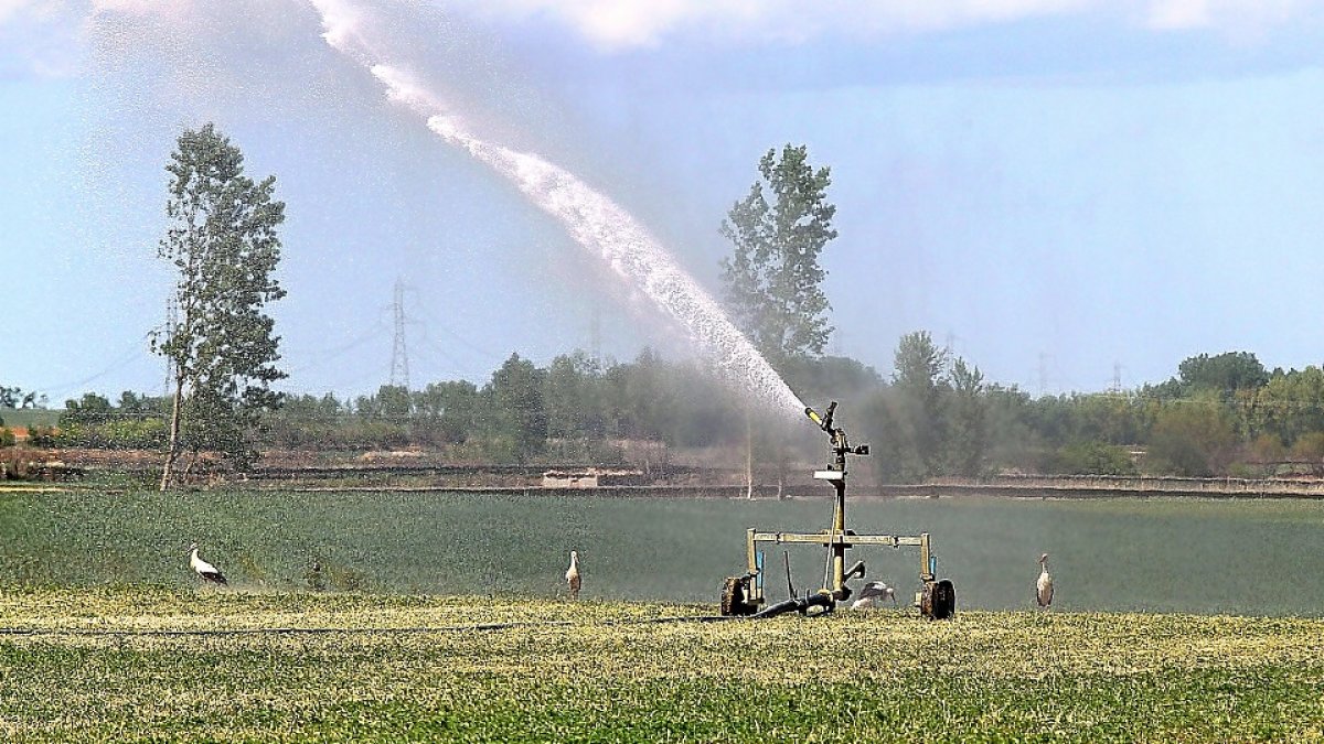Tres cigüeñas se refrescan bajo un surtidor de riego en un campo de alfalfa de la localidad palentina de Amusco. / BRÁGIMO