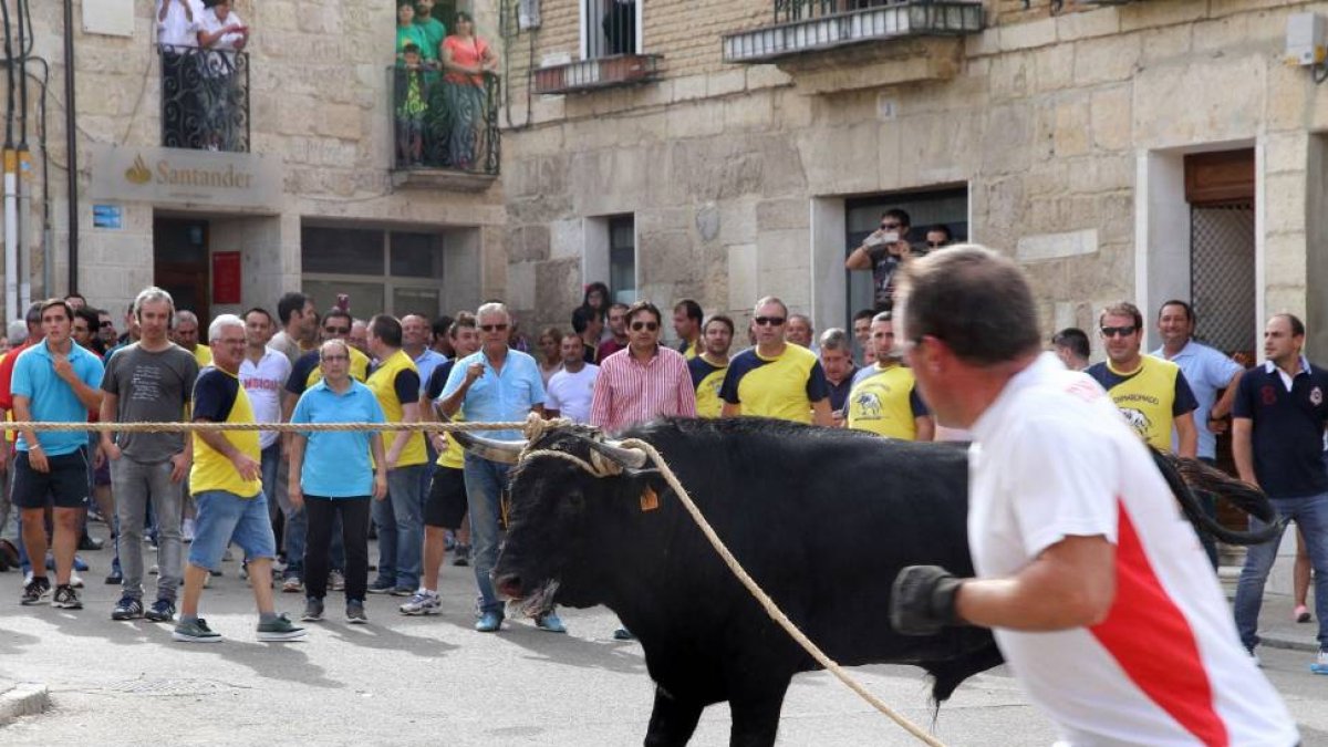 Toro Enmaromado de Astudillo (Palencia)-