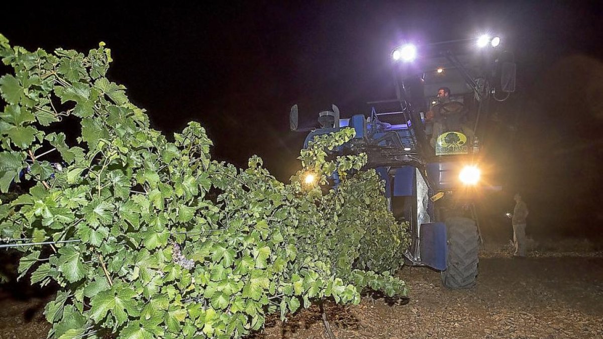 Recogida nocturna de la uva, en el término municipal de La Seca, de una de las bodegas acogidas a la DO Rueda durante la pasada vendimia.-PABLO REQUEJO