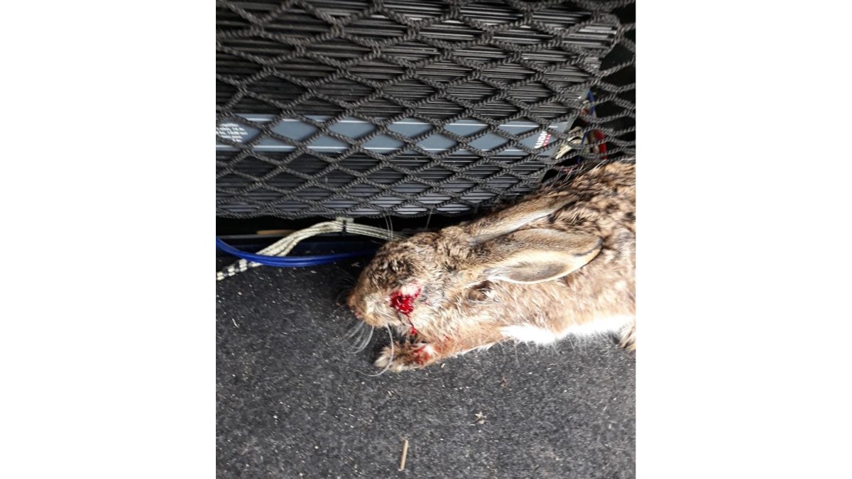 Liebre encontrada en Nava del Rey enoctubre afectada por mixomatosis.-L. DE LA FUENTE