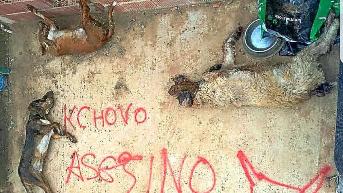 Imagen de los perros envenenados.-EL MUNDO