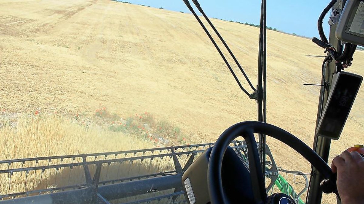 Las primeras labores en la zona sur de la Comunidad confirman rendimientos por debajo de los 600 kilos por hectárea.-M.C.