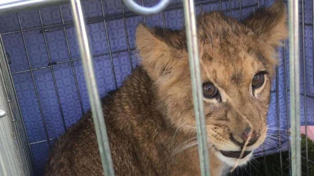 El león abandonado cerca de Utrecht, en Holanda.-APF