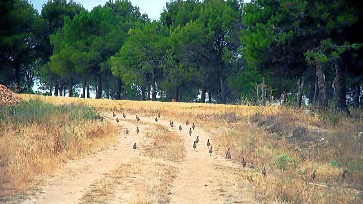 Un buen bando de perdices en un coto vallisoletano de los Montes Torozos.-LEONARDO DE LA FUENTE