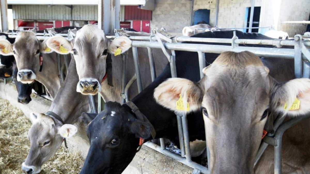 Vacas lecheras en Ventosa de San Pedro.-LUIS ÁNGEL TEJEDOR