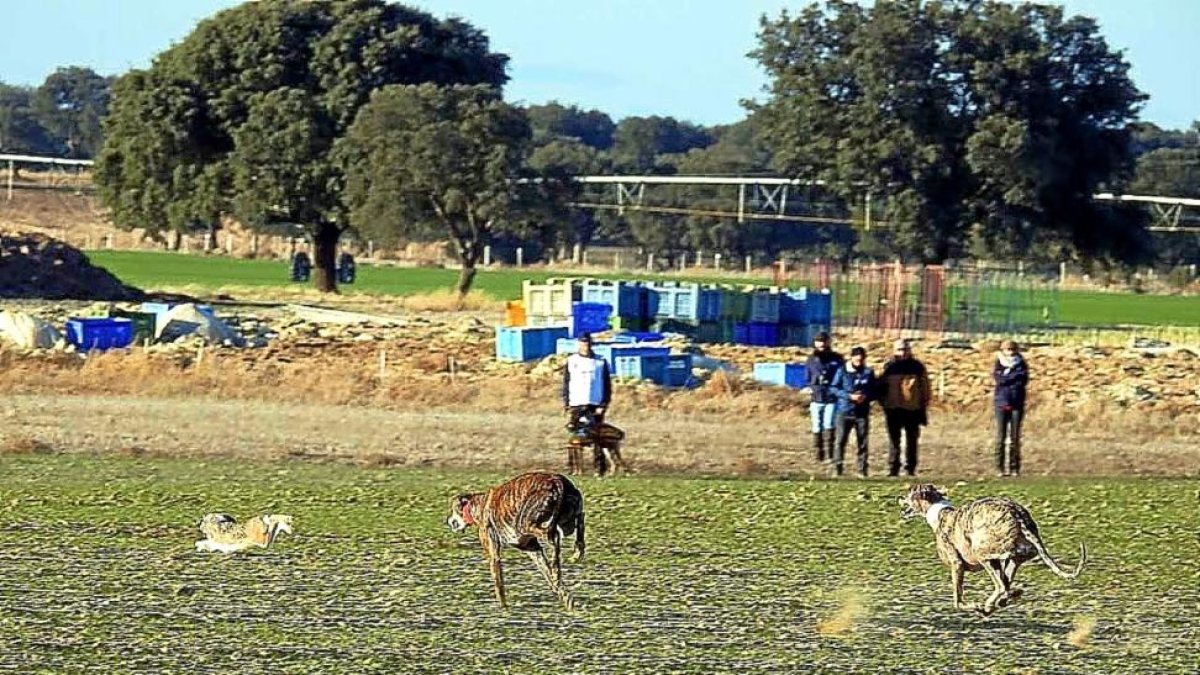 Una collera de galgos en octavos de final del Campeonato de España de Madrigal el pasado sábado.-LEONARDO DE LA FUENTE
