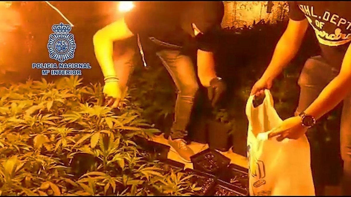 Policías de estupefacientes de Valladolid cortan las plantas de marihuana en una de las viviendas.-E. M.