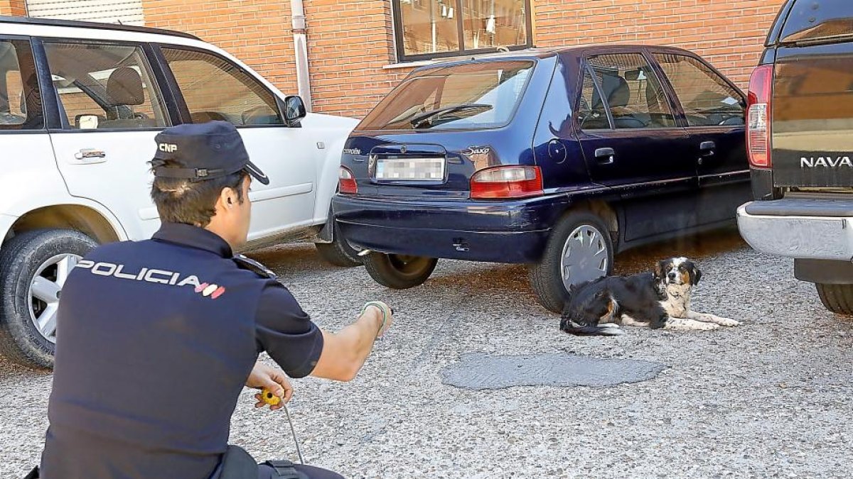 Uno de los miembros de la Unidad canina haciendo una demostración de búsqueda de explosivos.-J.M. LOSTAU