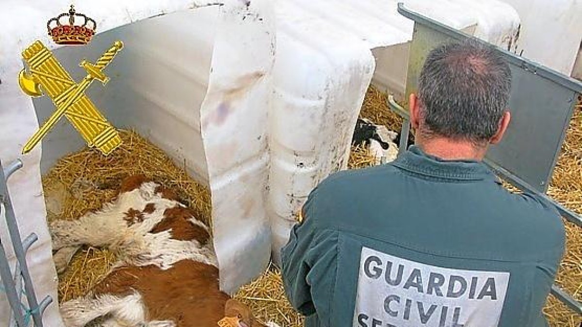 Uno de los terneros muertos encontrados por el Seprona.-GUARDIA CIVIL